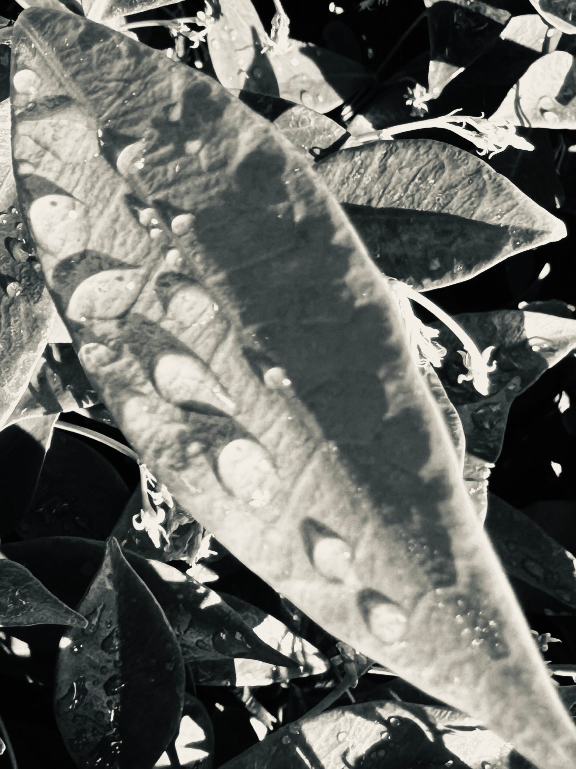 Umbra — monochrome study of a single leaf carved in light and shadow, revealing its intricate texture and sculptural form.