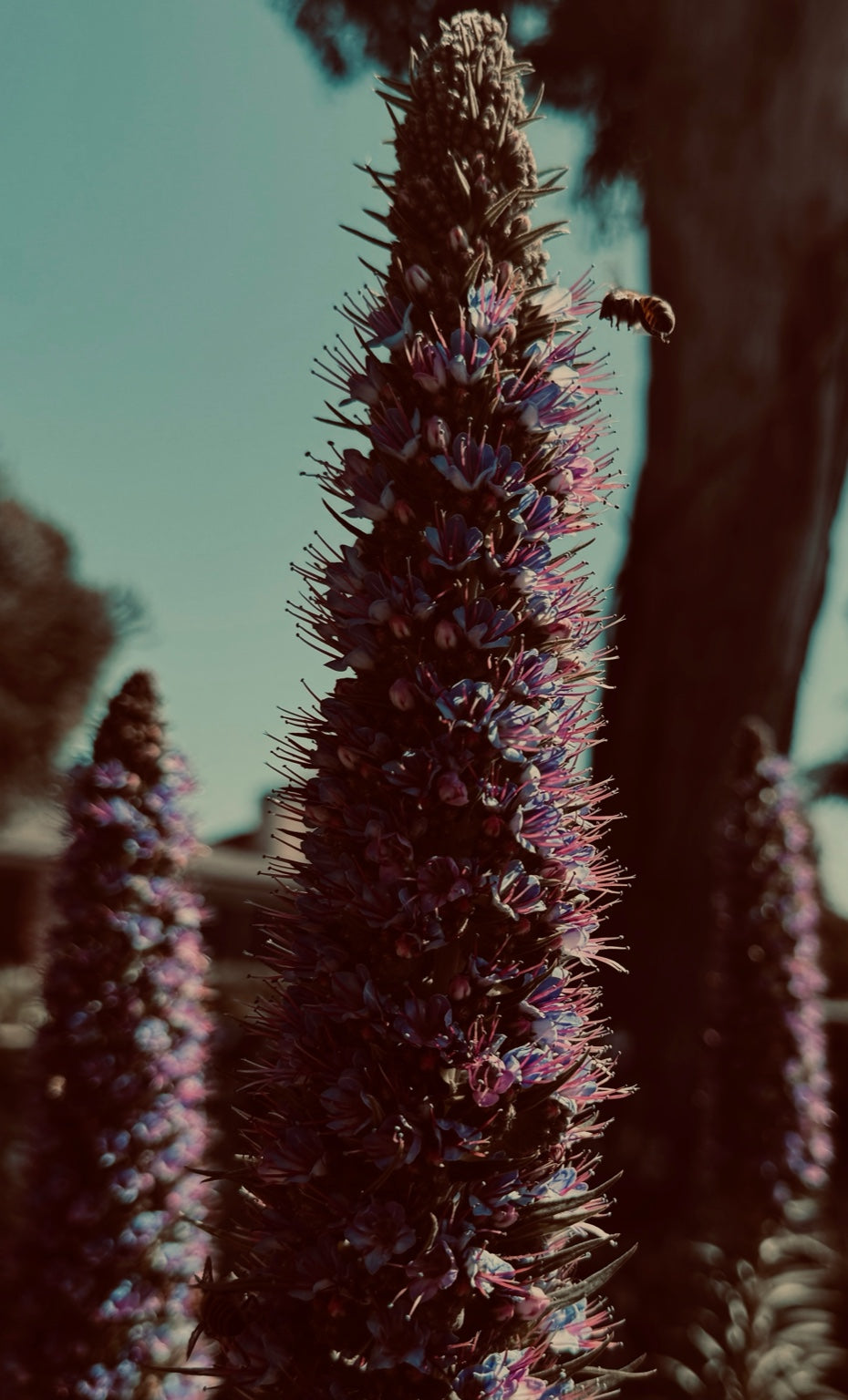 Tall lavender spike catching warm light, with a small bee hovering near its blossoms.
