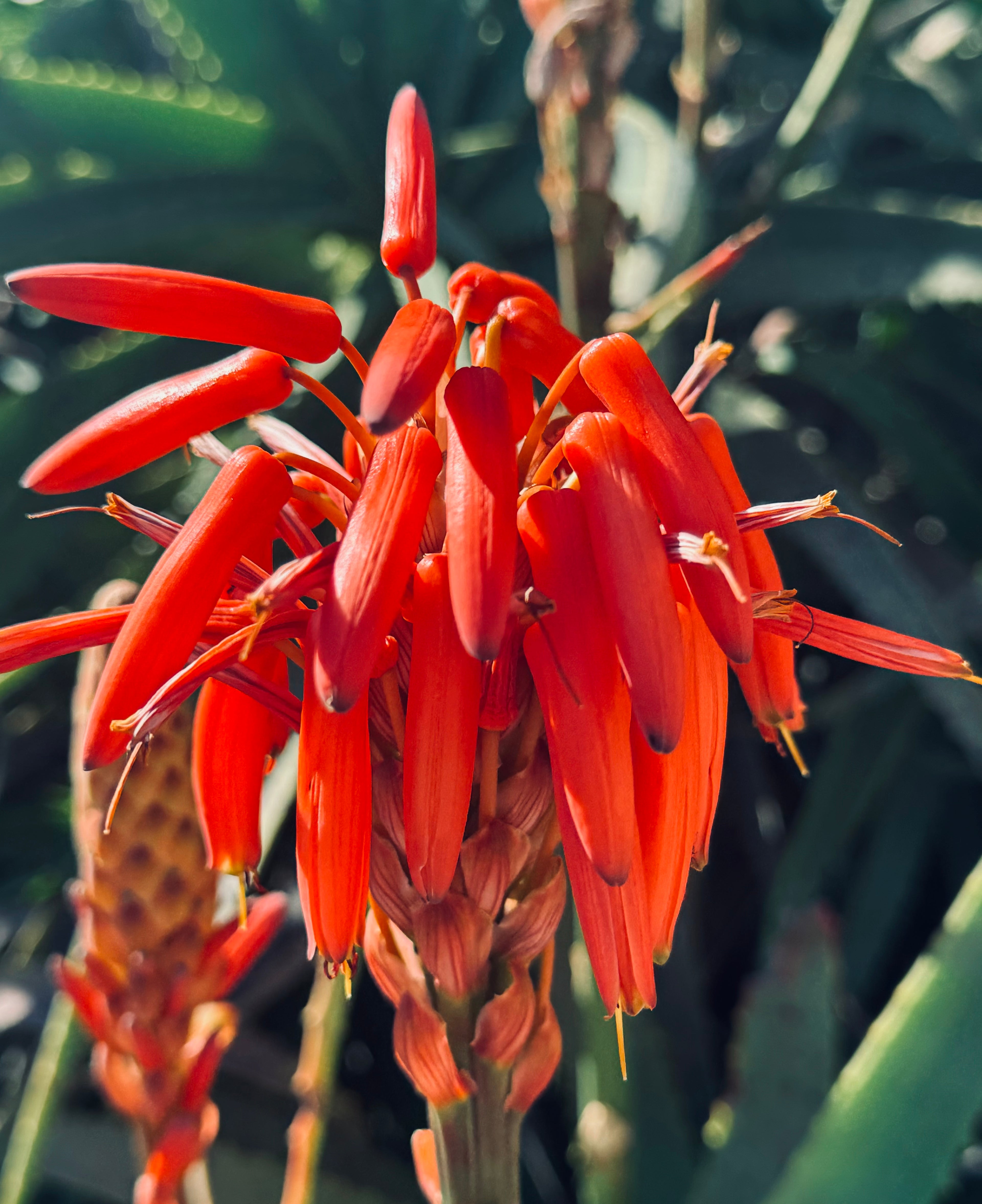 Solar Veins — a vivid botanical study of red aloe blossoms illuminated by warm natural light.