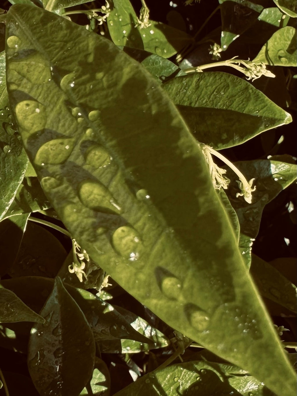 Lumen — close-up of a leaf illuminated in golden green light, detailed with soft dew and layered natural texture.