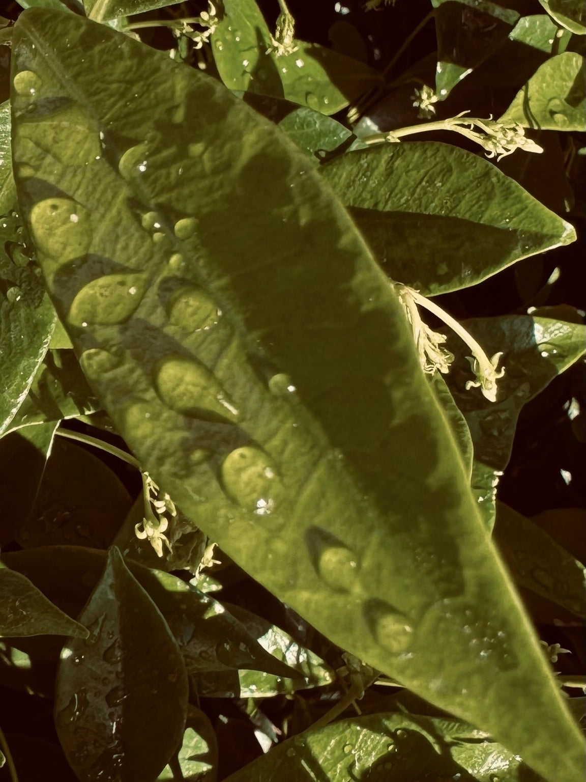 Lumen — close-up of a leaf illuminated in golden green light, detailed with soft dew and layered natural texture.