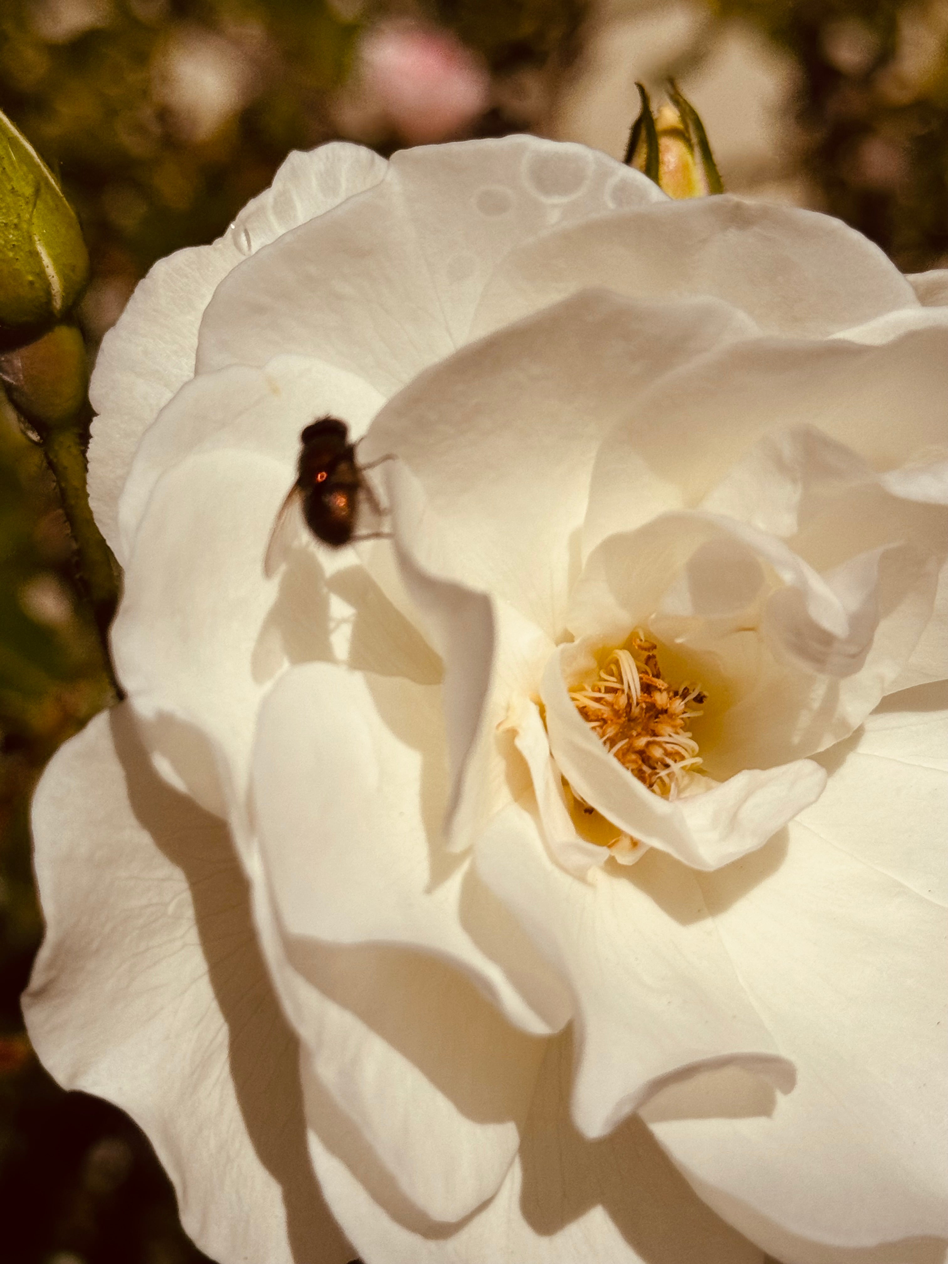 An illuminated white rose with a solitary fly, capturing a quiet moment of unexpected presence.