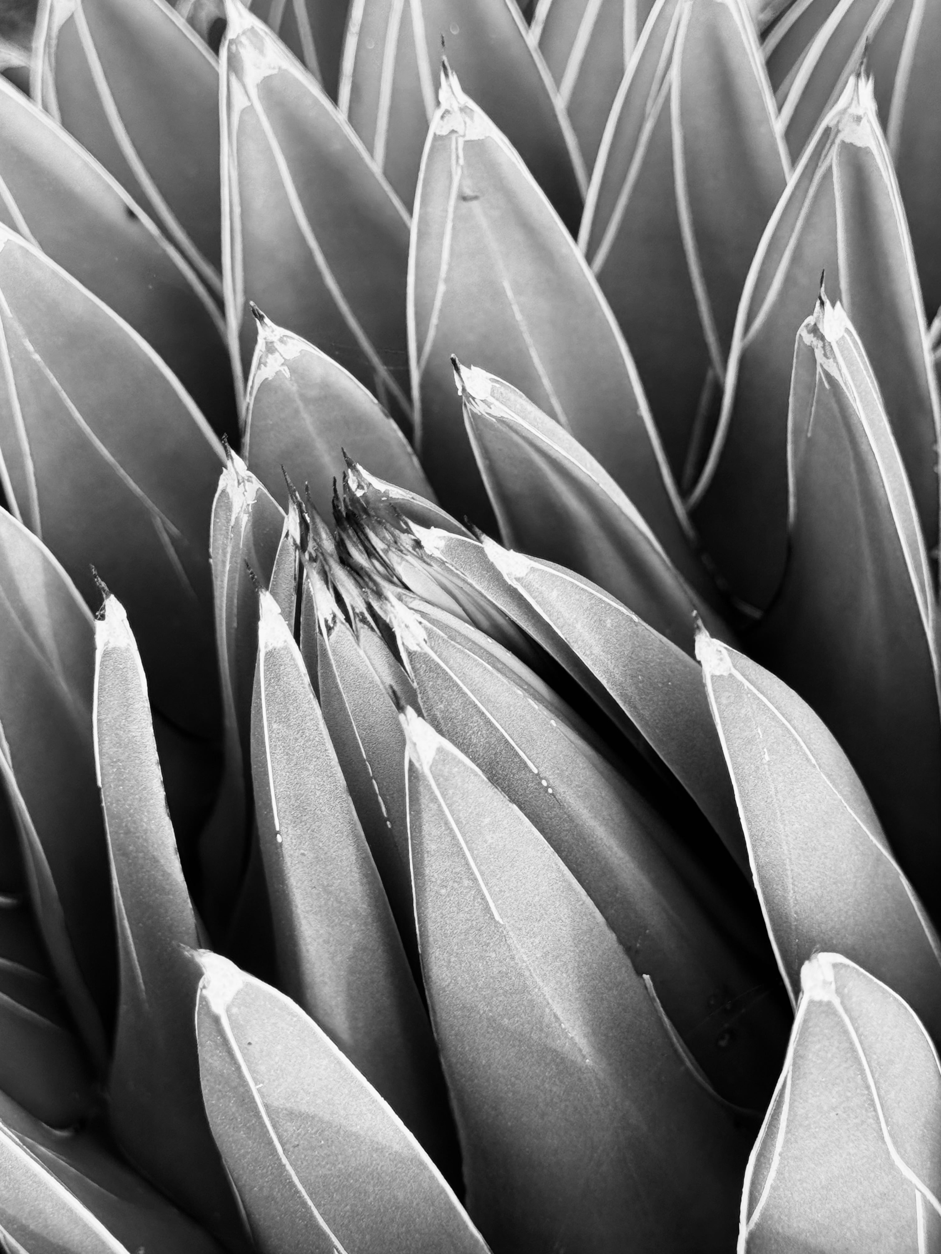 Monochrome desert form unfolding in layered symmetry, sharp lines rising inward toward a still, quiet center.