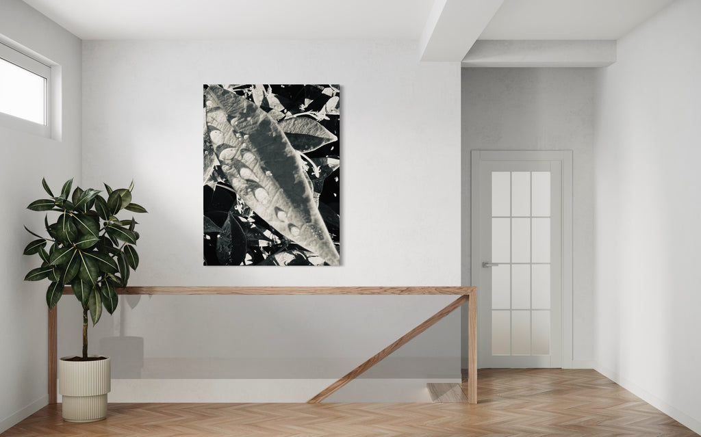 Umbra highlighted in a bright transitional space, its bold leaf structure grounding the minimalist environment.