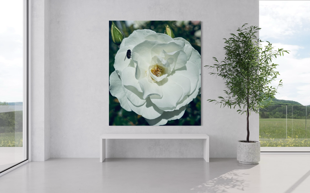 ‘The Visitor’ placed in a serene sunlit space, the white rose adding quiet refinement to the minimalist decor.