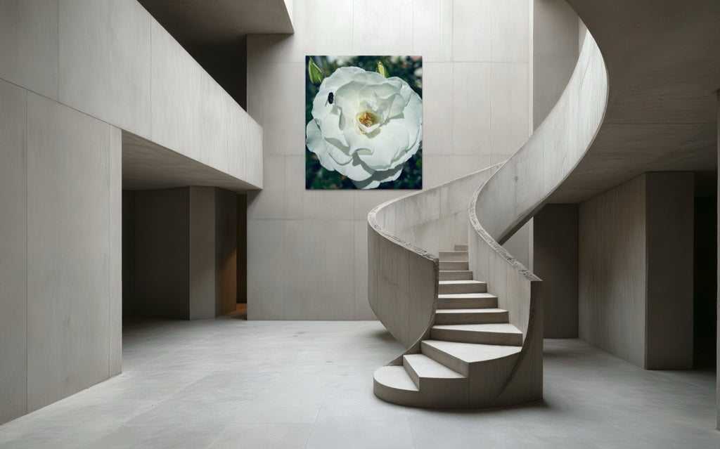 The Visitor-displayed in a minimalist concrete interior, the white rose bringing softness to sculptural architecture.