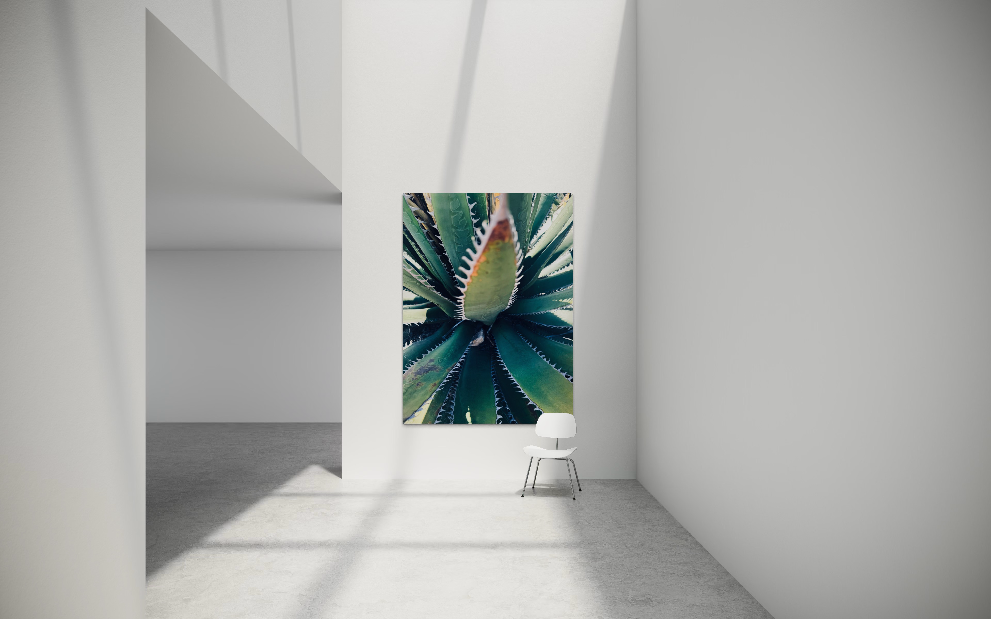 Etherea centered on a tall architectural wall bathed in natural light, emphasizing the agave’s sculptural form.