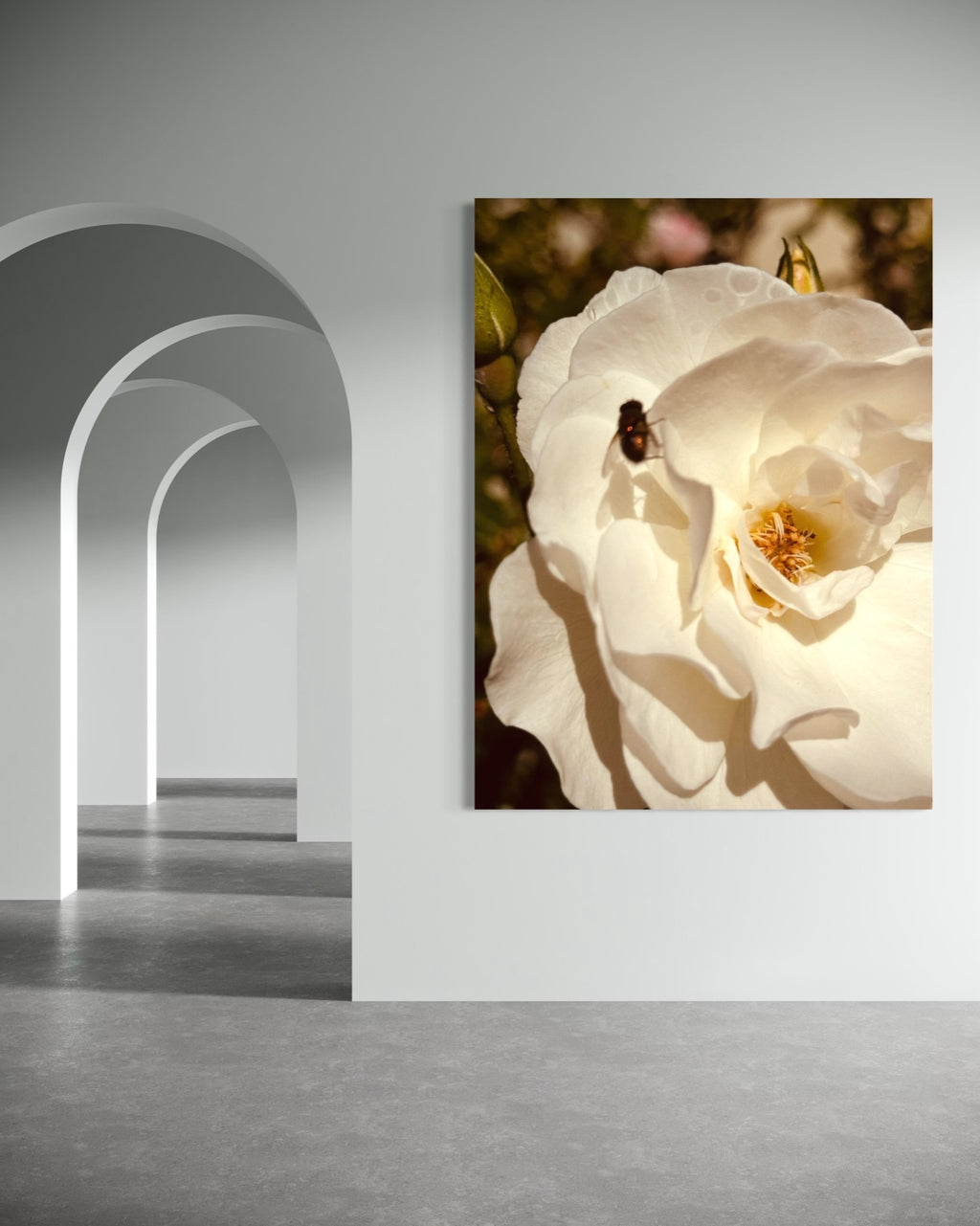 White rose artwork with a small fly displayed in a minimalist archway gallery with soft neutral walls.