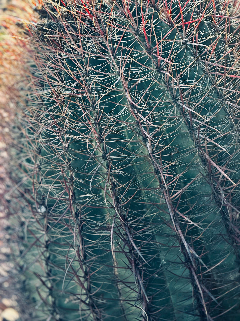 Close-up of sculptural cactus spines in teal and muted gold tones, minimalist desert fine art artwork