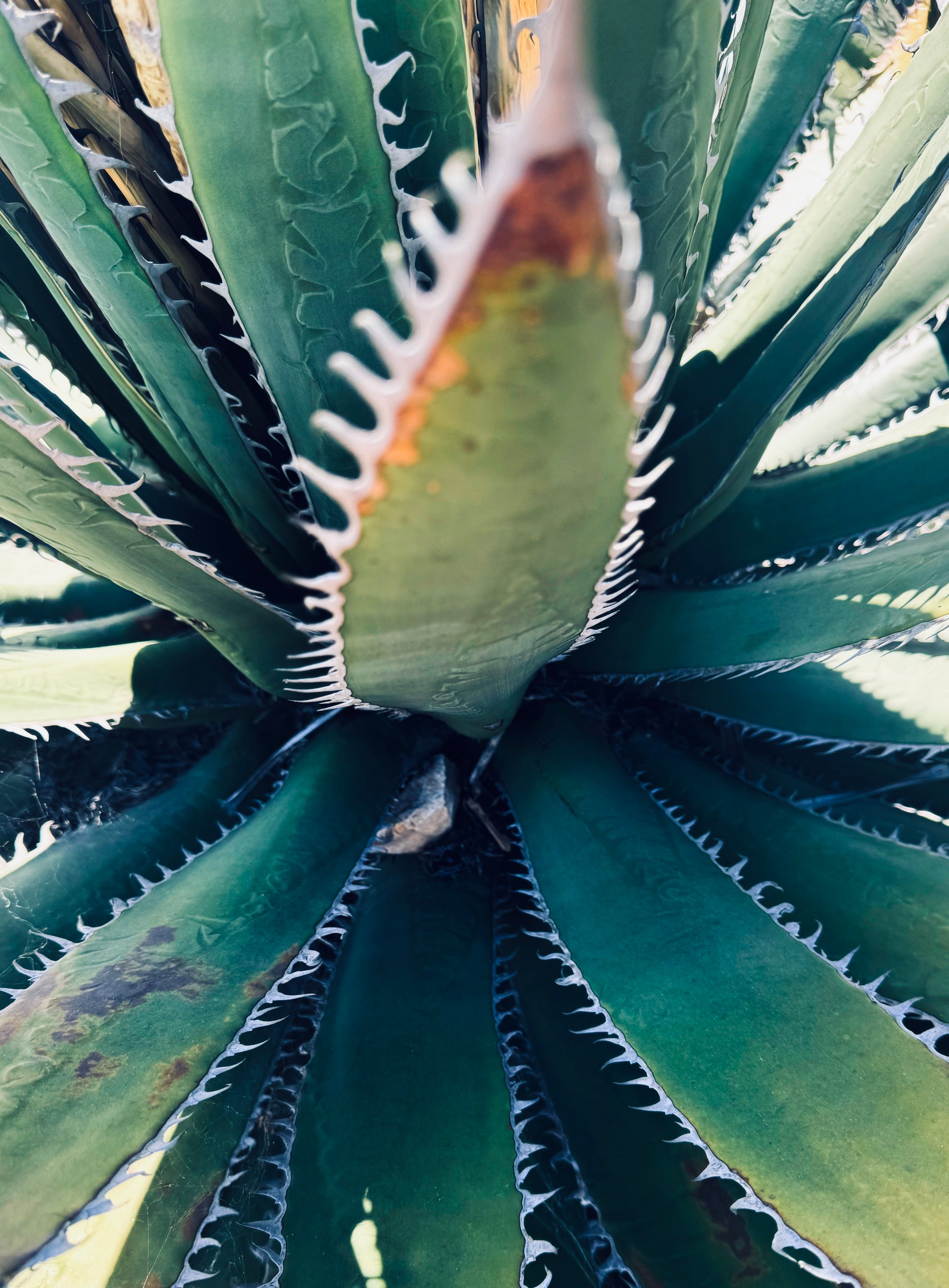 Etherea — a close, sculptural study of an agave unfurling in deep green tones, where structure meets stillness in a quiet, refined composition.
