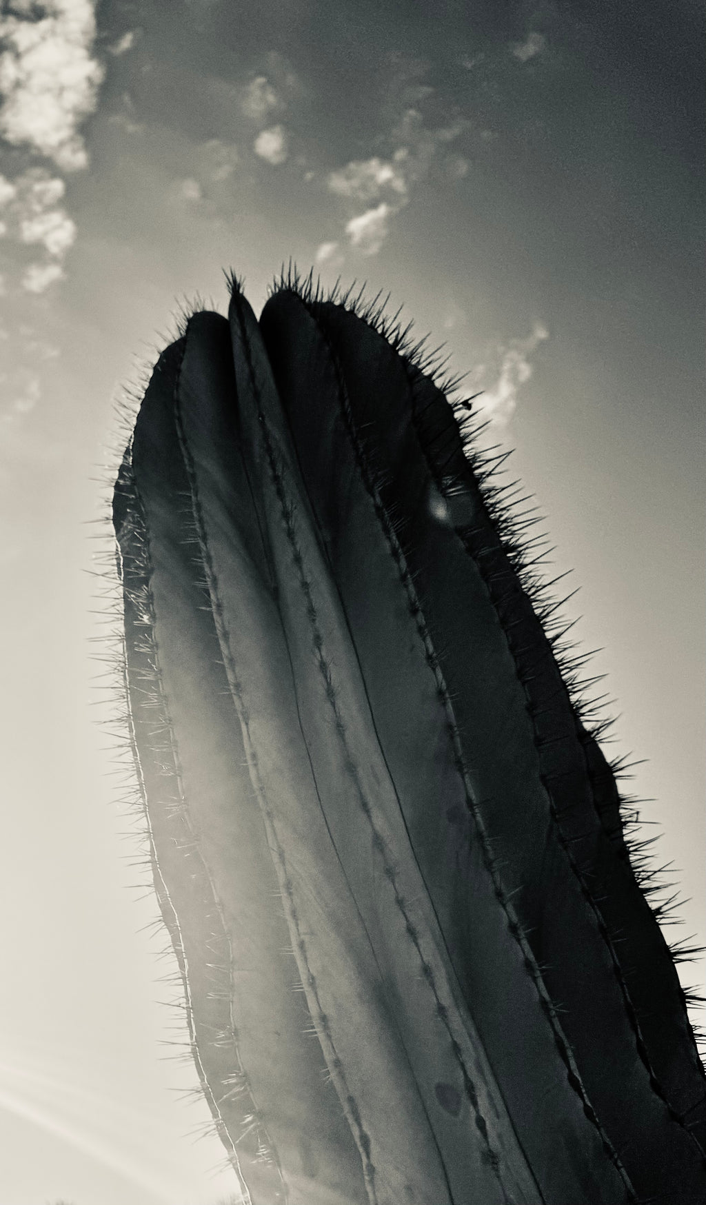 Desert Ascend — a towering desert form rising into the light, edges traced by sun and shadow.