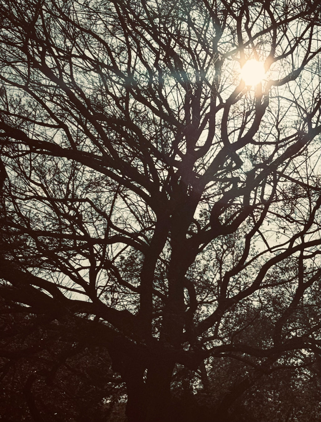 Silhouette of an ancient tree with light breaking through the branches, creating a quiet, ethereal glow.