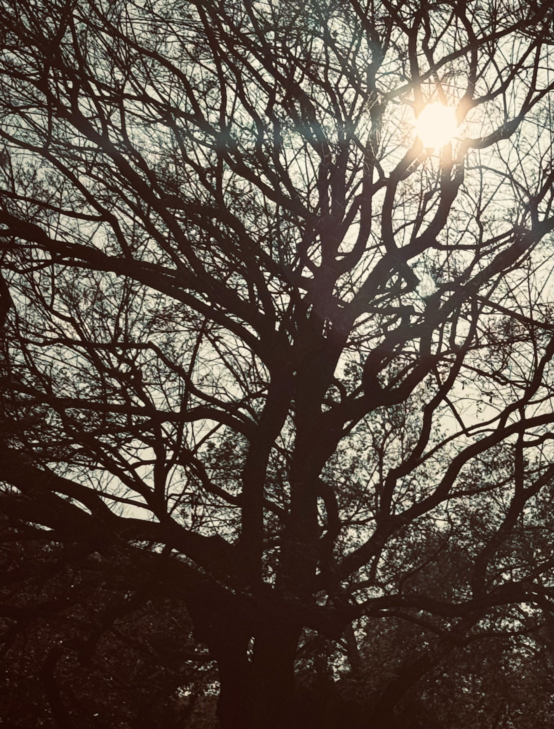 Silhouette of an ancient tree with light breaking through the branches, creating a quiet, ethereal glow.