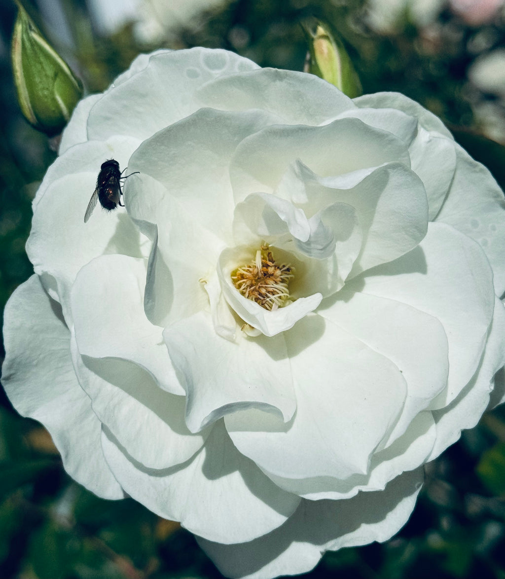 The Visitor — a soft white rose illuminated in natural light, with a single small fly resting on its petal.