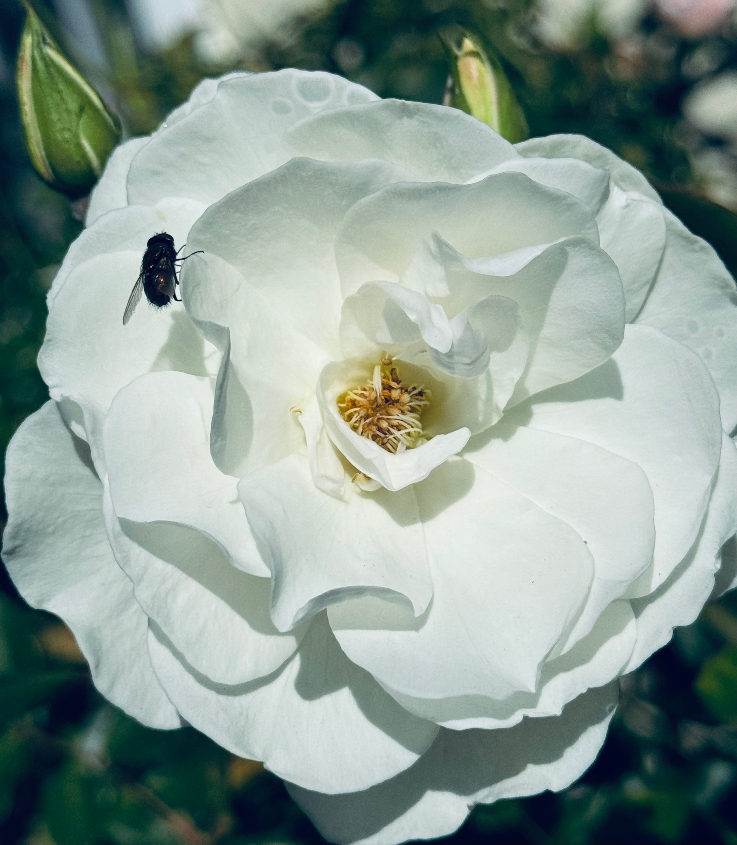 The Visitor — a soft white rose illuminated in natural light, with a single small fly resting on its petal.