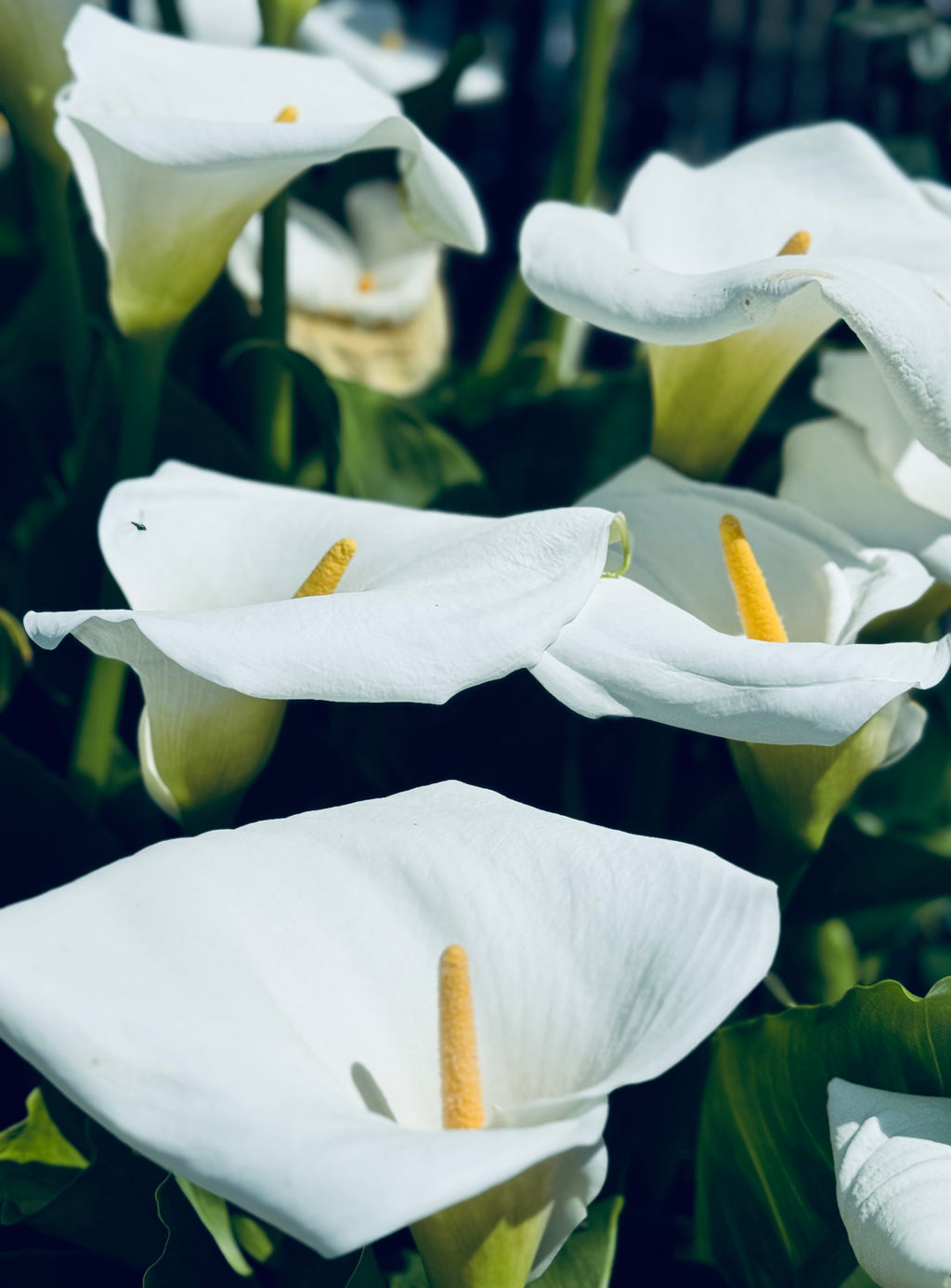 White calla lilies unfolding in soft daylight, their sculptural forms rising from deep green shadows.