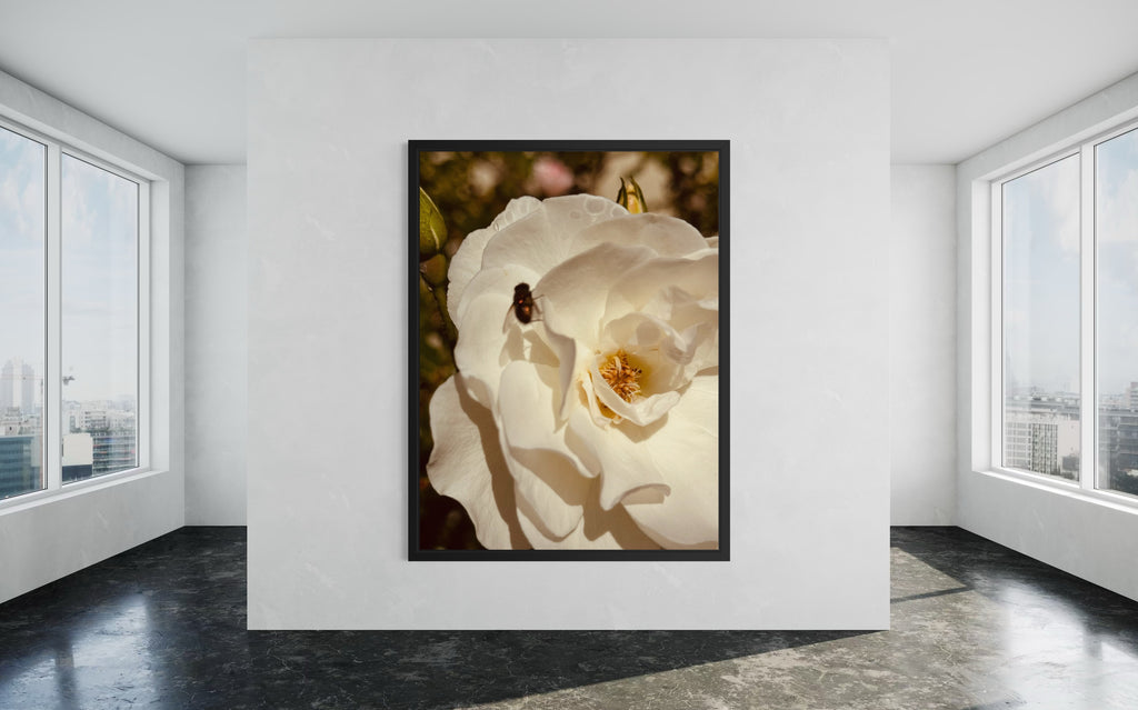 The Arrival artwork in a black floating frame, emphasizing the white rose and subtle fly detail.