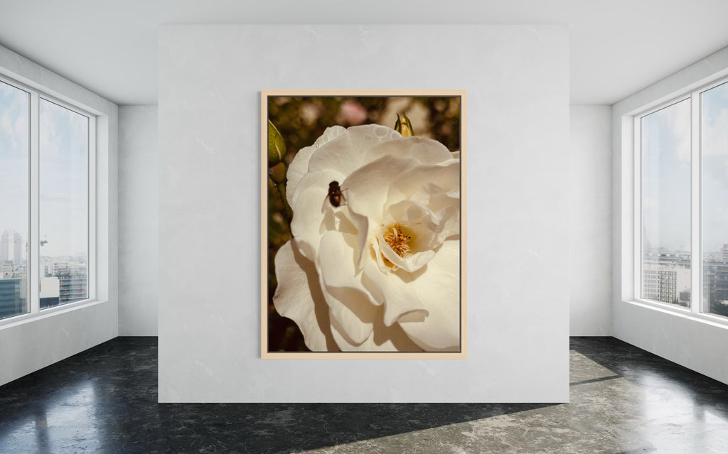 The Arrival artwork in a natural wood floating frame, adding warm contrast to the white rose and fly.
