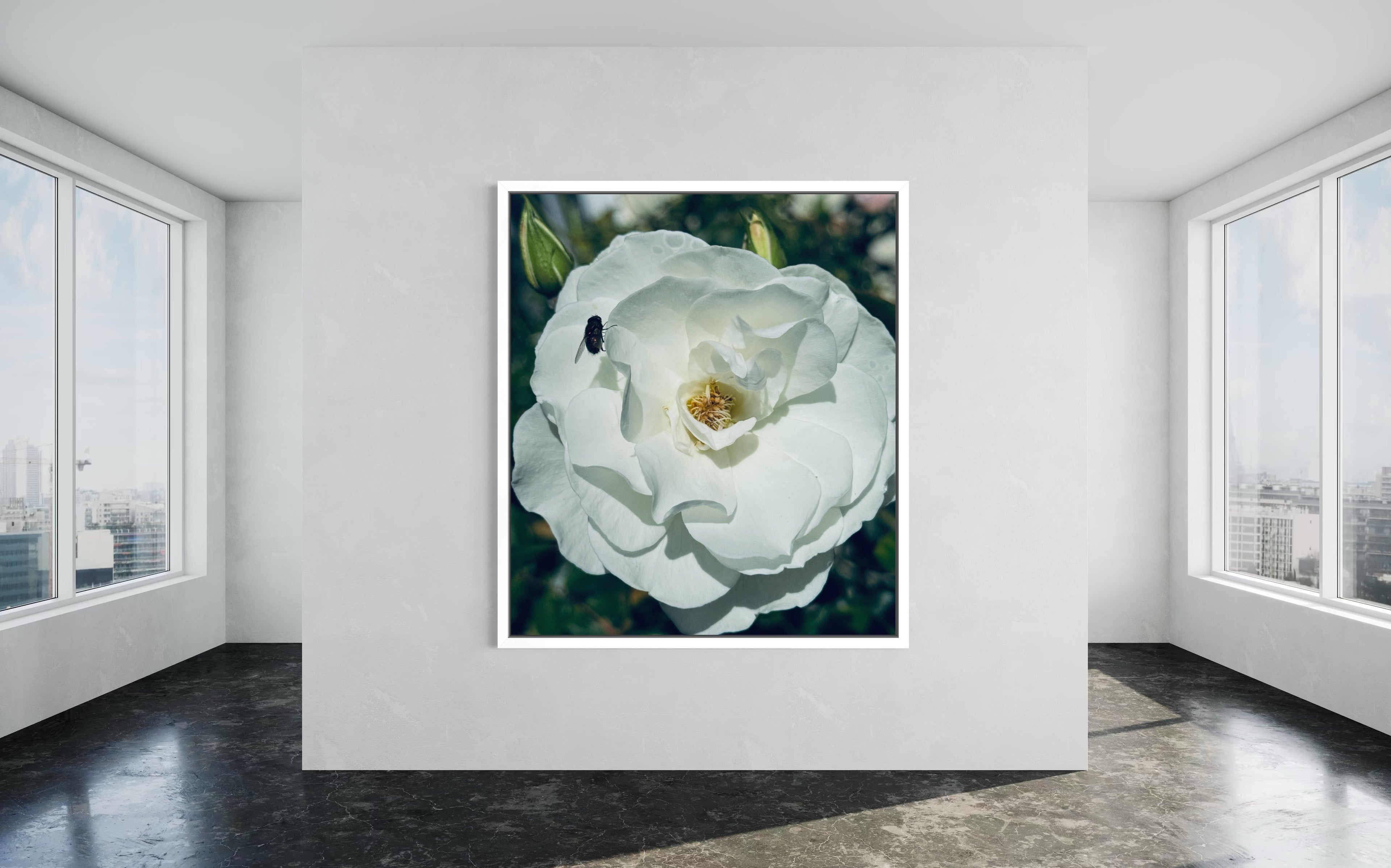 ‘The Visitor’ in a white floating frame — a clean, refined presentation that highlights the rose’s gentle form.