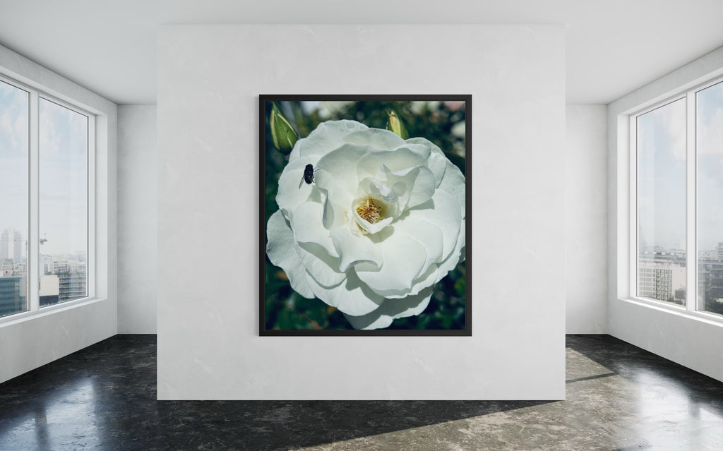 ‘The Visitor’ in a black floating frame — a striking contrast that enhances the white rose’s luminous petals.