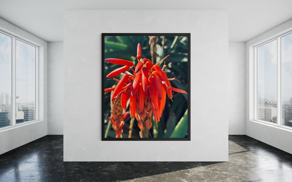 Solar Veins in a minimalist black floating frame, emphasizing the depth of the red aloe petals.