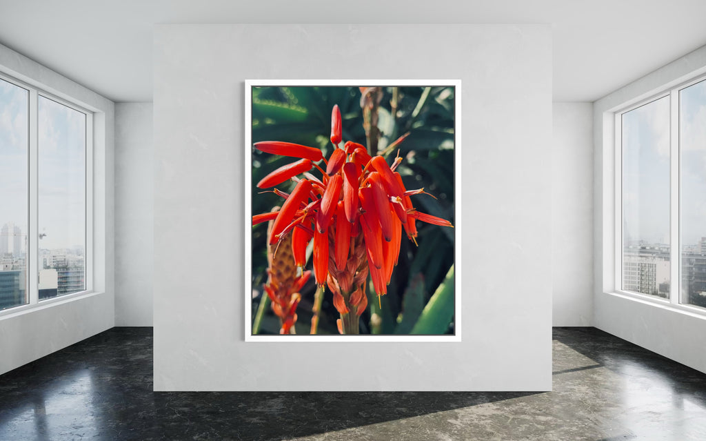 Solar Veins in a crisp white floating frame, highlighting the artwork’s vibrant red tones.