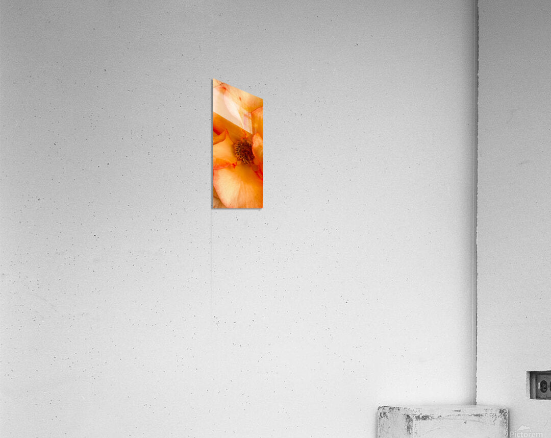 2480831 :: Acrylic Print