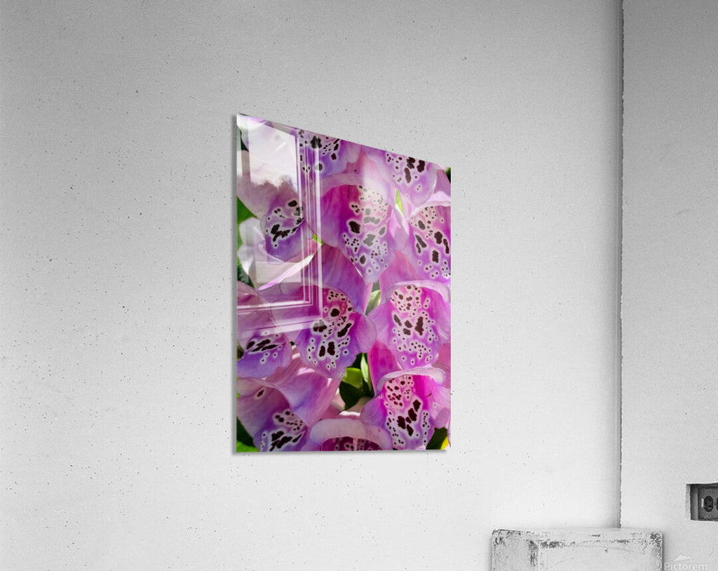 2480840 :: Acrylic Print