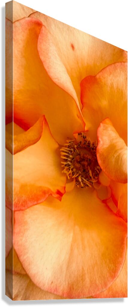 2480831 :: Giclée Stretched Canvas Print