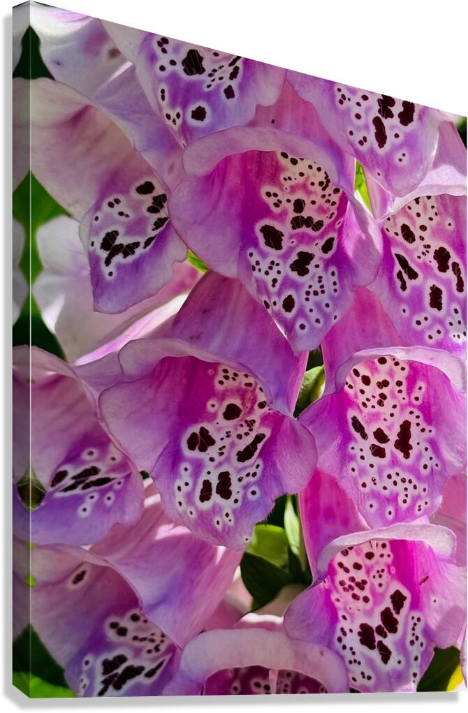 2480840 :: Giclée Stretched Canvas Print