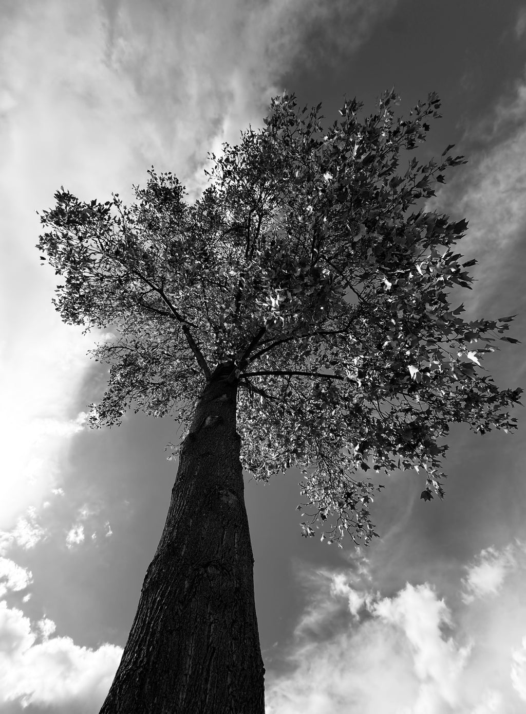 Upward view of a tall tree rising toward the sky, grounded below and reaching into the unknown.