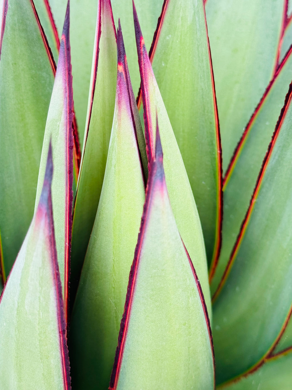 Fine art close-up of sculptural green leaves edged in magenta, showcasing natural geometry and elegant organic lines.